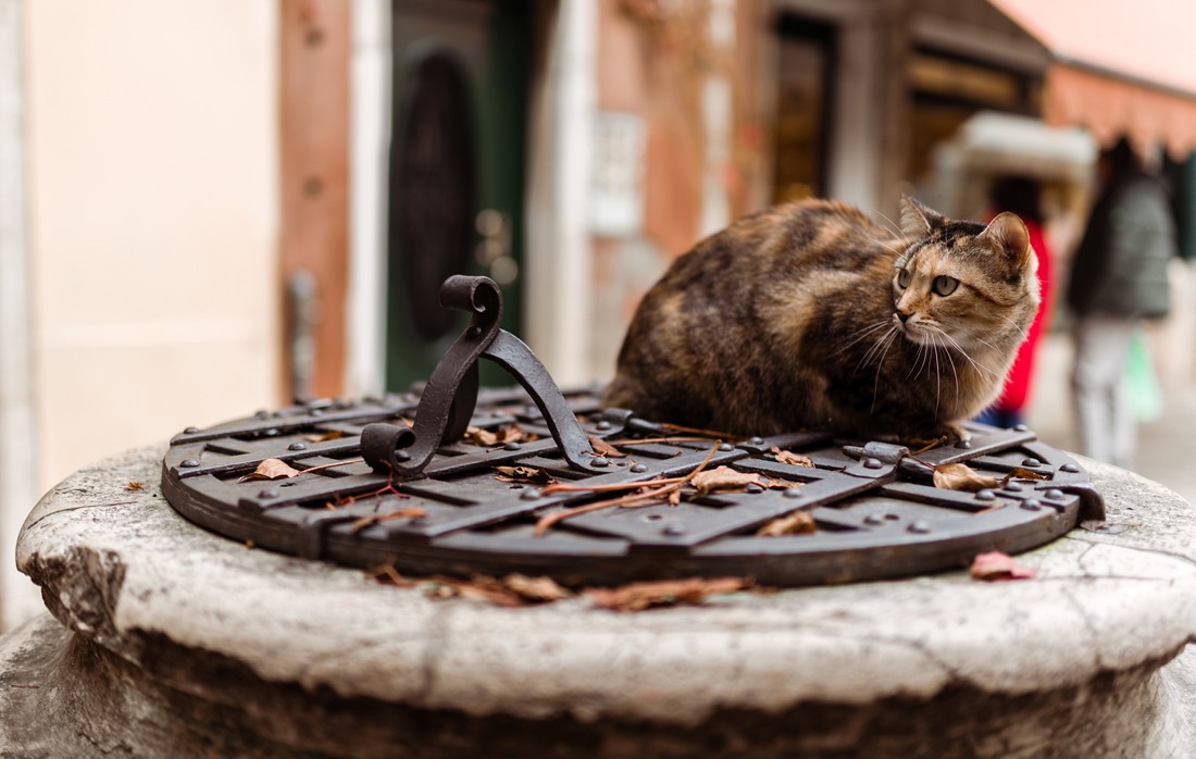 Kot w Wenecji